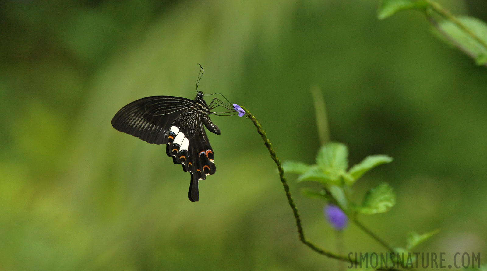 Papilio helenus [550 mm, 1/1250 Sek. bei f / 8.0, ISO 4000]